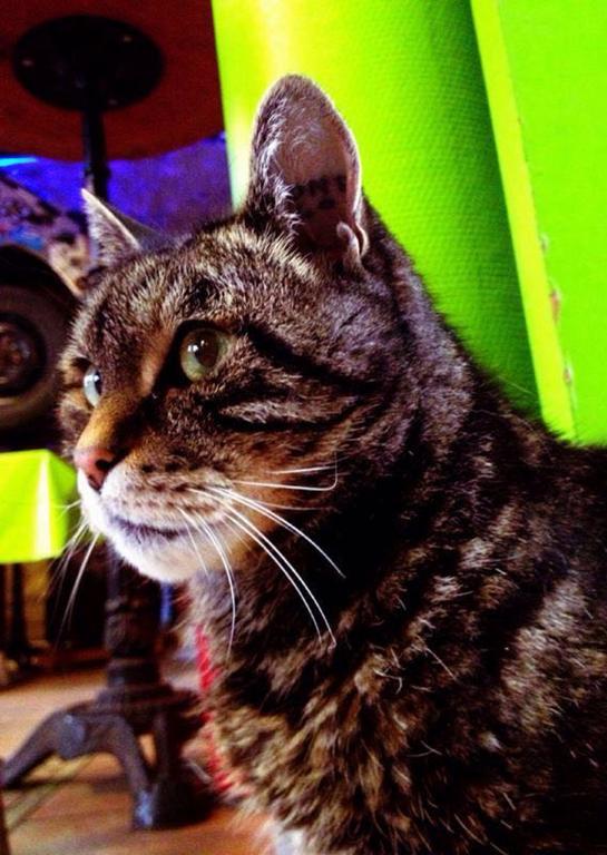 Woodstock Montmartre By Hiphophostels