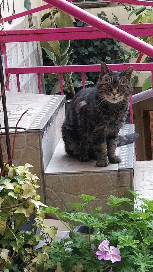 Woodstock Montmartre By Hiphophostels Hostel